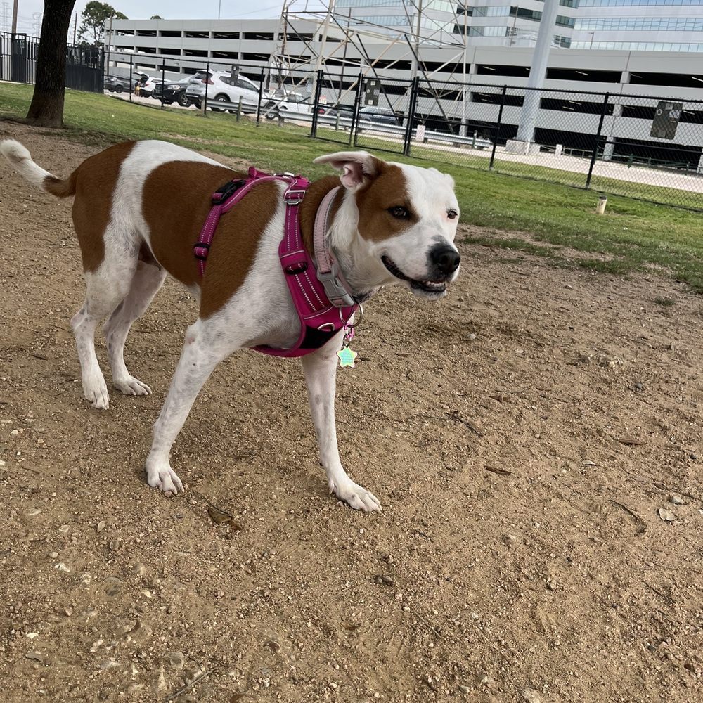 Danny Jackson Dog Park - Dog Parks Near Me - Houston, Texas