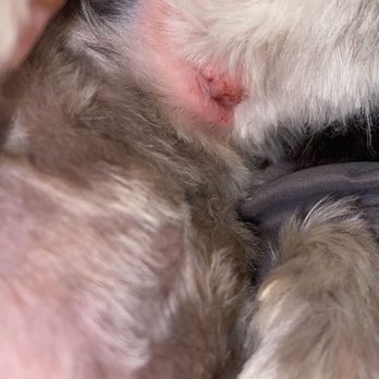 PetSmart - Her neck cut up - Pet Stores Near Me - Odessa, Texas