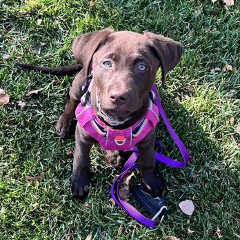 K-9 Academy International - Pet Sitting Near Me - Lowell, Michigan K-9 Academy International - Pet Sitting Near Me - Lowell, Michigan