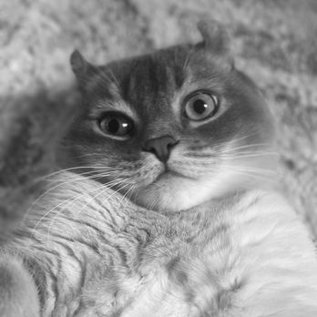 Ready Pet Go Professional Pet Sitting Services - Pet Sitting Near Me - Irvine, California Ready Pet Go Professional Pet Sitting Services - Pet Sitting Near Me - Irvine, California
