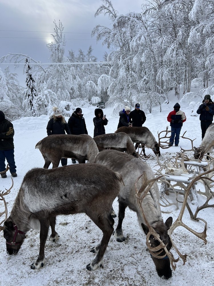 reindeer tours fairbanks alaska