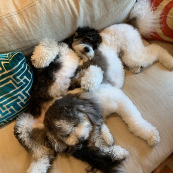 Poodles 2 Doodles - Nap time. - Pet Breeders Near Me - Alton, Iowa Poodles 2 Doodles - Nap time. - Pet Breeders Near Me - Alton, Iowa