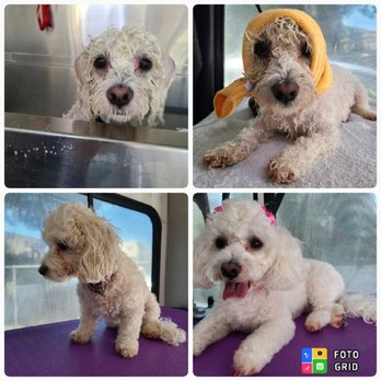Leos Mobile Pet Grooming - Pet Groomers Near Me Leos Mobile Pet Grooming - Pet Groomers Near Me