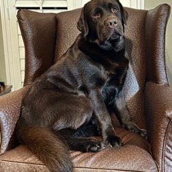 Rosehill Veterinary Clinic - My Labrador looking great after his visit to see Rosehill Veterinary Clinic!