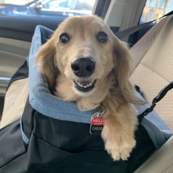 OC Veterinary Medical Center - Veterinarians Near Me - Orange, California OC Veterinary Medical Center - Veterinarians Near Me - Orange, California