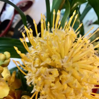JC's Flowers  - Gods gift - Florists Near Me - Kealia, Hawaii