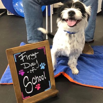 Zoom Room Dog Training - First day of school! - Pet Training Near Me - Reno, Nevada Zoom Room Dog Training - First day of school! - Pet Training Near Me - Reno, Nevada