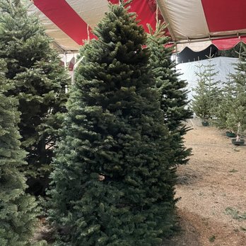 Debbie and Jeff's - Christmas tree - Christmas Trees Near Me - Redondo Beach, California Debbie and Jeff's - Christmas tree - Christmas Trees Near Me - Redondo Beach, California