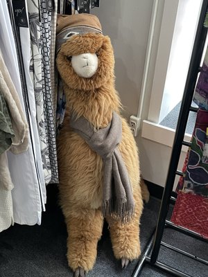 Alpaca International