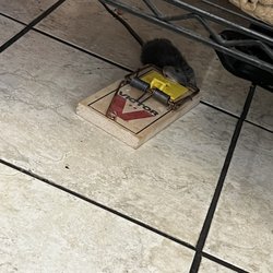 Zam Zam Halal Supermarket & Restaurant - Dead rat at zamzam market at fremont ca