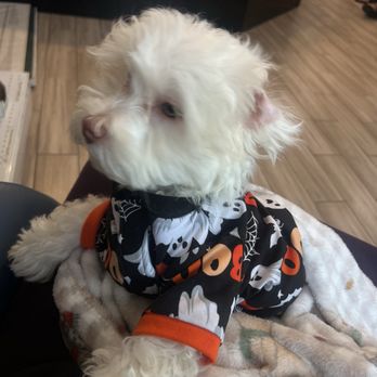 Ark Veterinary Care - Emergency Pet Hospital Near Me - San Jose, California