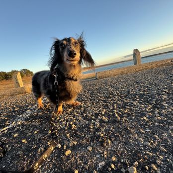 Stillhouse Hollow Marina - Knox enjoying his adventure! - Marinas Near Me - Belton, Texas Stillhouse Hollow Marina - Knox enjoying his adventure! - Marinas Near Me - Belton, Texas