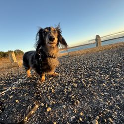 Stillhouse Hollow Marina - Knox enjoying his adventure!