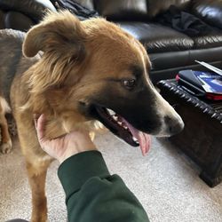Safe Hands Rescue - Ruby