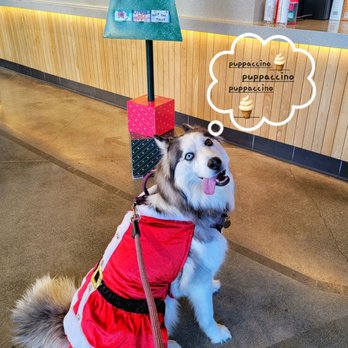 Starbucks - My puppaccino Santa girl - Coffee & Tea Near Me - Santa Clara, California Starbucks - My puppaccino Santa girl - Coffee & Tea Near Me - Santa Clara, California
