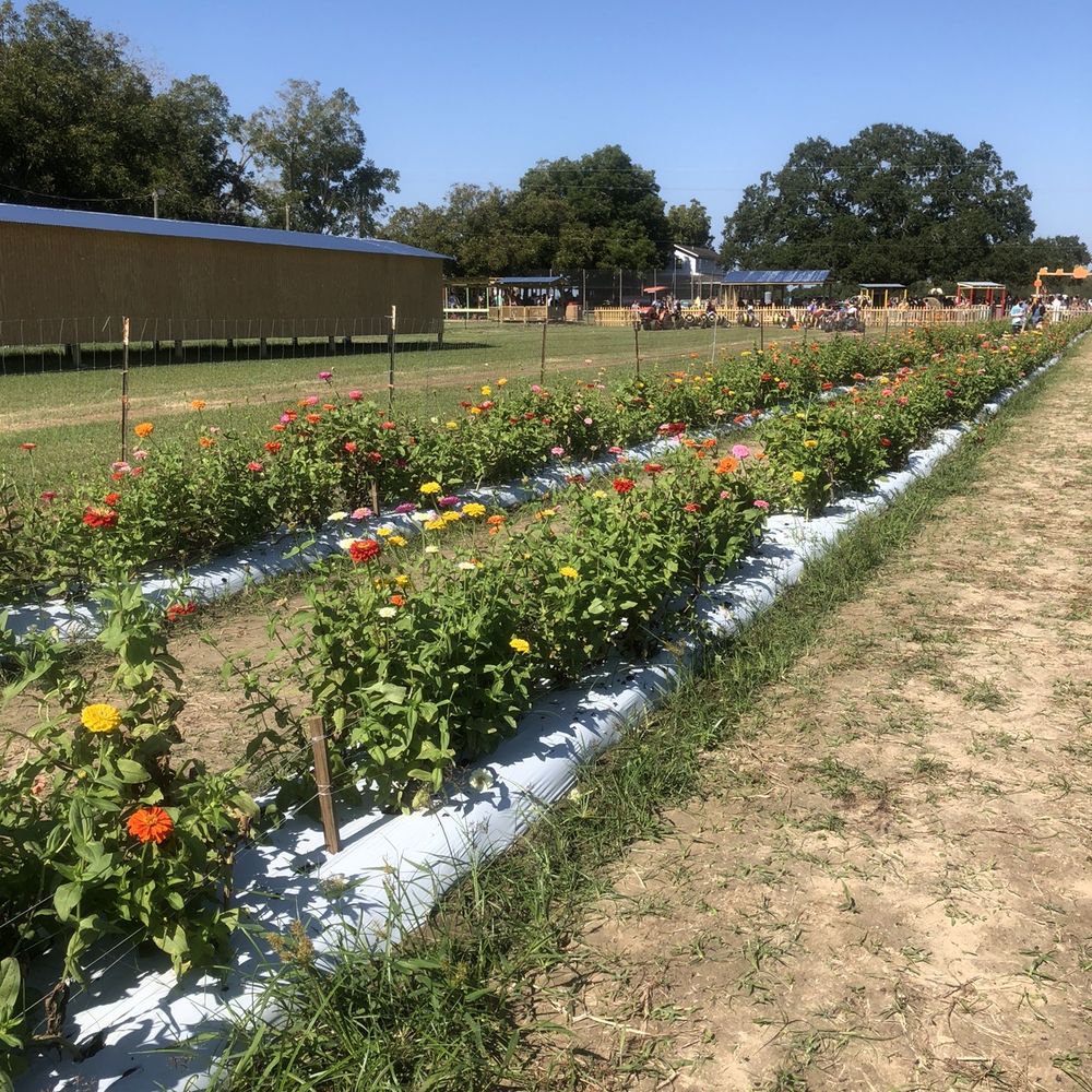 Froberg's Farm - Pick Your Own Farms Near Me - Alvin, Texas Froberg's Farm - Pick Your Own Farms Near Me - Alvin, Texas