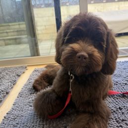 Newly groomed, very happy puppy Newly groomed, very happy puppy