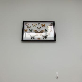 Palm Landing Dental - Butterfly display in one of the rooms. - General Dentistry Near Me - Palm Coast, Florida Palm Landing Dental - Butterfly display in one of the rooms. - General Dentistry Near Me - Palm Coast, Florida