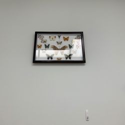 Palm Landing Dental - Butterfly display in one of the rooms.