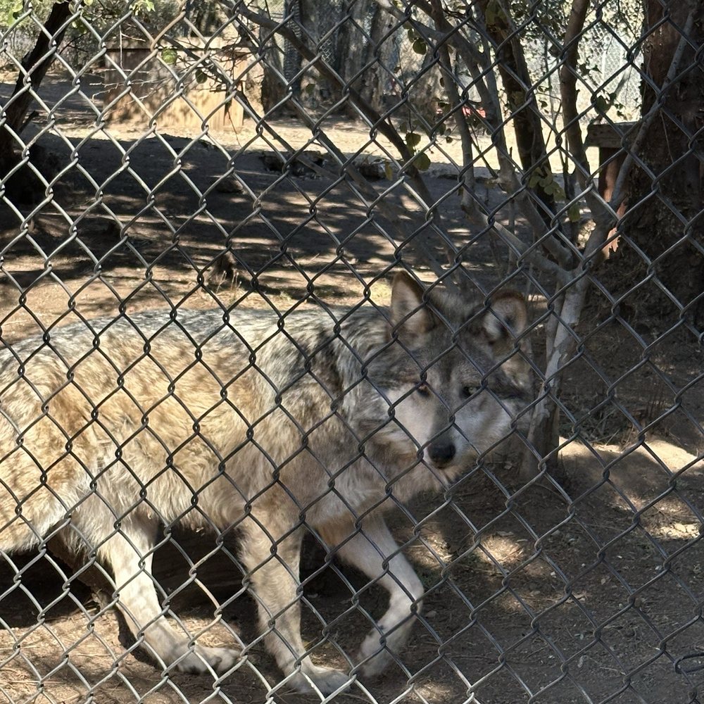 California Wolf Center - Mexican grey wolf - Zoos Near Me - Julian, California California Wolf Center - Mexican grey wolf - Zoos Near Me - Julian, California