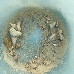 A few shark teeth at the beginning of the day A few shark teeth at the beginning of the day