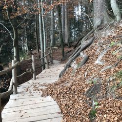 Eins + Alles - Verwunschener Waldweg