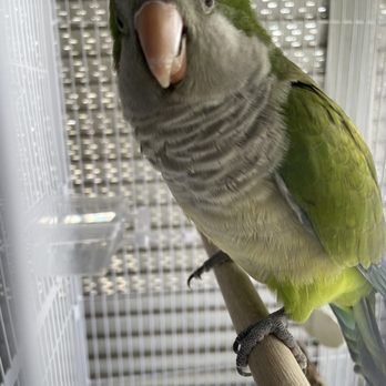 Brenda's Birds - Kiwi - Pet Groomers Near Me - Delray Beach, Florida Brenda's Birds - Kiwi - Pet Groomers Near Me - Delray Beach, Florida