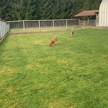 Dog Days Camp - Happy dogs - Pet Sitting Near Me - Kendal, Ontario Dog Days Camp - Happy dogs - Pet Sitting Near Me - Kendal, Ontario