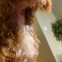 Photo of Port Chester Animal Hospital