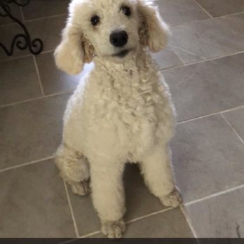 Heavenly Paws - Pet Groomers Near Me - Upland, California