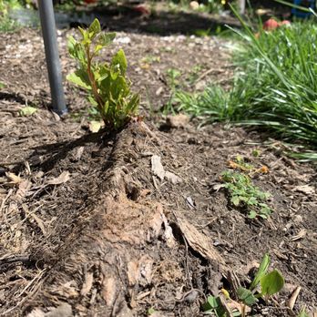 Tree Mechanics - Stump still exposed after paying to have stump removed. With the tree growing again thanks to a terrible removal job. - Tree Services Near Me