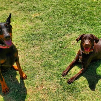 Liberty Dog Training - Teaching dogs how to properly socialize with each other - Pet Training Near Me Liberty Dog Training - Teaching dogs how to properly socialize with each other - Pet Training Near Me