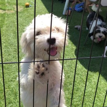 Twinkle - Pet Training Near Me - Buena Park, California Twinkle - Pet Training Near Me - Buena Park, California