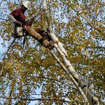 Cutting Edge Tree Service - Tree Services Near Me Cutting Edge Tree Service - Tree Services Near Me