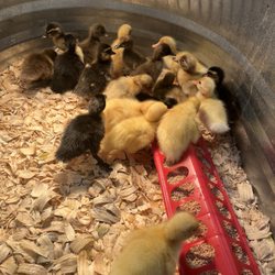 Bomgaars - Duckkiesssss!!!