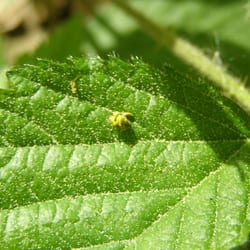Wildwald Vosswinkel