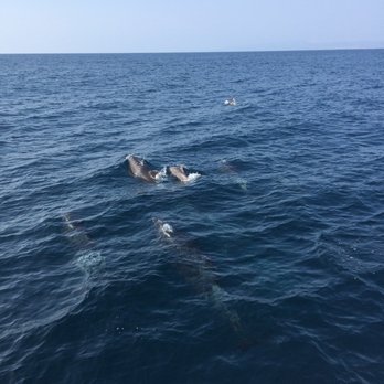 Oceanside Adventures - Pod of Pacific Bottle Nose Dolphins - Boat Charters Near Me - Oceanside, California Oceanside Adventures - Pod of Pacific Bottle Nose Dolphins - Boat Charters Near Me - Oceanside, California