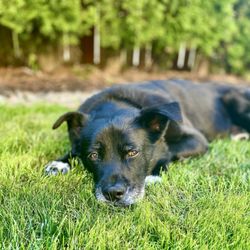 Ash Way Pet Supply - Nap time!