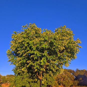 Commodore Park - Playgrounds Near Me - San Jose, California