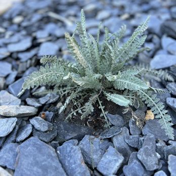 Reliable Landscaping And Design - Native drought tolerant plants were part of the mix - Landscaping Near Me - Orangevale, California Reliable Landscaping And Design - Native drought tolerant plants were part of the mix - Landscaping Near Me - Orangevale, California