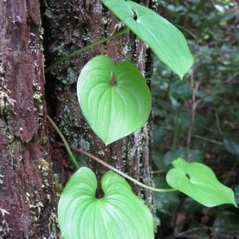 Cape Flattery - Leaves growing out of a tree on the Cape Flattery trail. - Hiking Near Me - Neah Bay, Washington Cape Flattery - Leaves growing out of a tree on the Cape Flattery trail. - Hiking Near Me - Neah Bay, Washington
