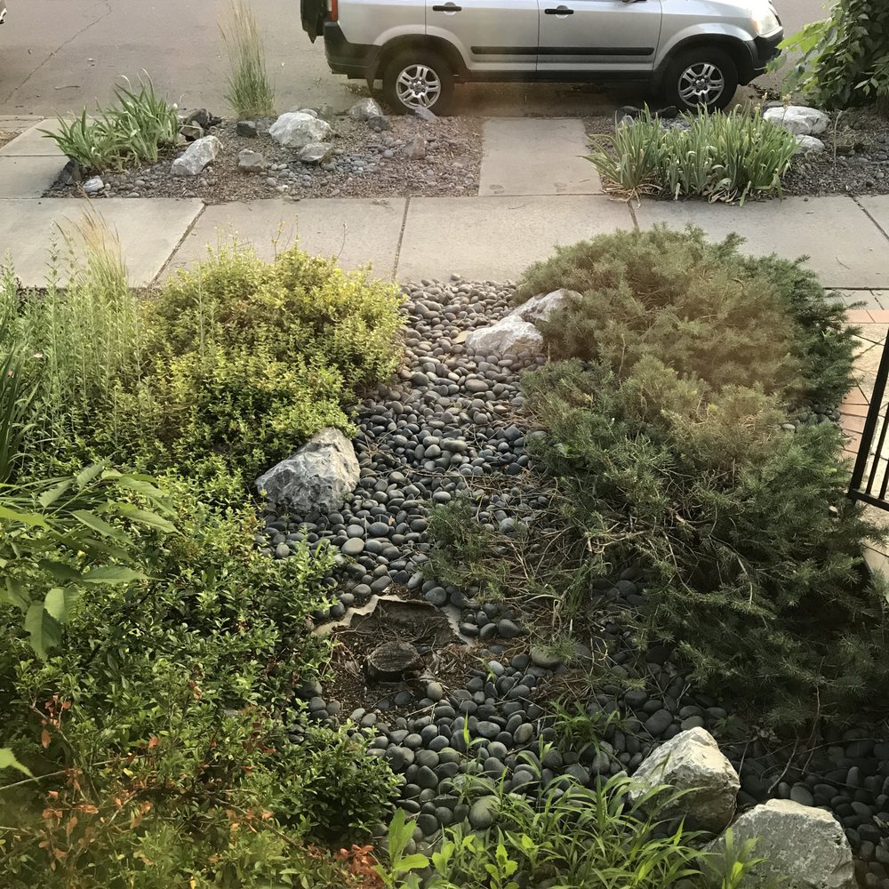 Bromfield Design Group - Overgrown front yard before renovation - Landscaping Near Me - Denver, Colorado