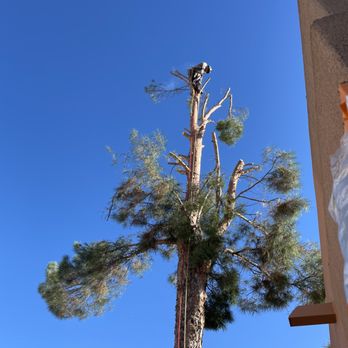 South West Tree Service - Tree Services Near Me - Las Cruces, New Mexico South West Tree Service - Tree Services Near Me - Las Cruces, New Mexico