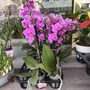 Photo of Sandy's Lucky Bamboo & Florist