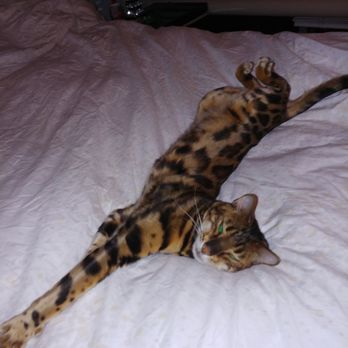 Koppie Katz Cattery - Pet Services Near Me Koppie Katz Cattery - Pet Services Near Me