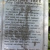 Heritage Tree: Tulip Tree gift card