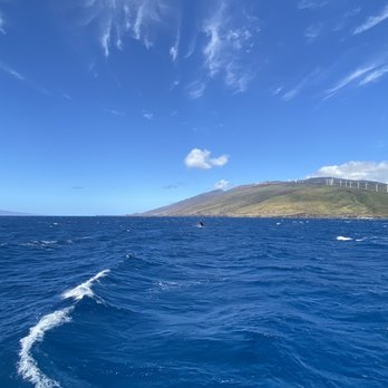 Trilogy Excursions - On the way back to the harbor. Whale!! - Snorkeling Near Me - Lahaina, Hawaii Trilogy Excursions - On the way back to the harbor. Whale!! - Snorkeling Near Me - Lahaina, Hawaii