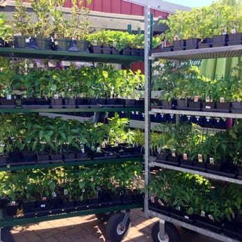The Produce Station - Tomatoes! - Fruits & Veggies Near Me - Ann Arbor, Michigan