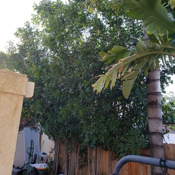 Bernabe Tree Service - Before pic 2 - Tree Services Near Me - Riverside, California