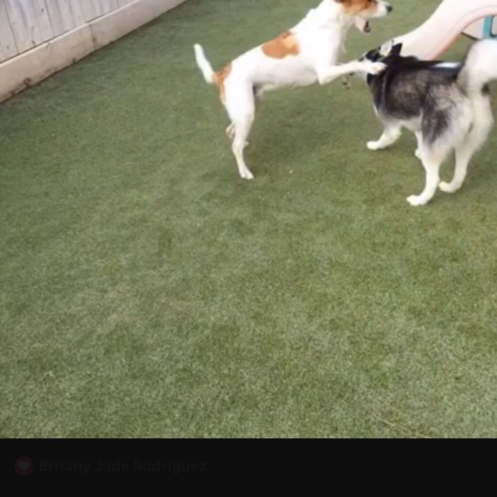 Preppy Pet - Pet Sitting Near Me - Houston, Texas Preppy Pet - Pet Sitting Near Me - Houston, Texas